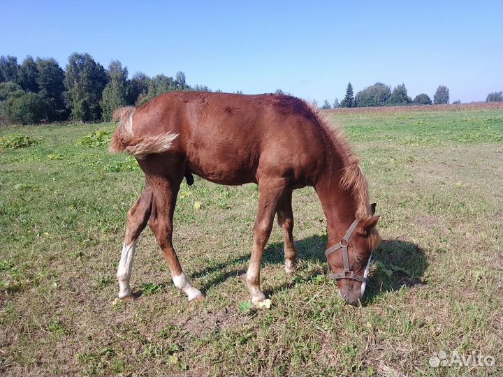 Жеребёнок отьем