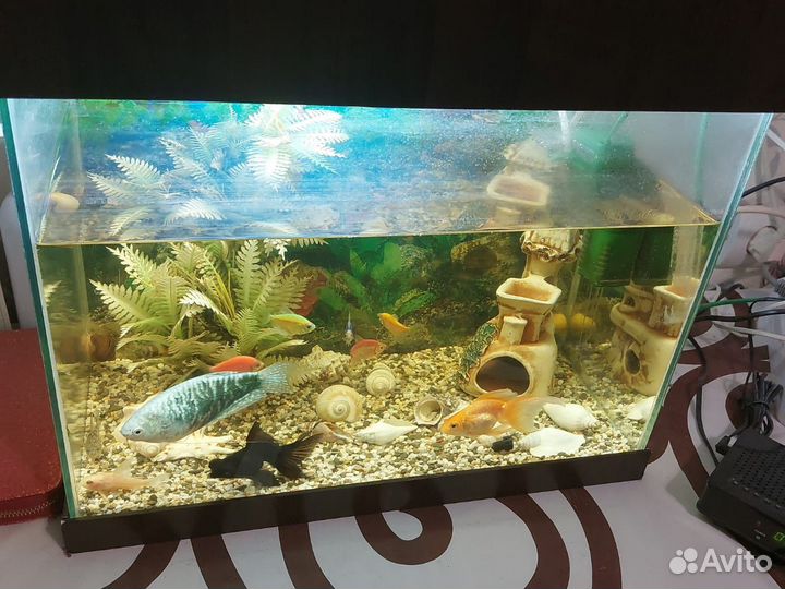 Аквариум