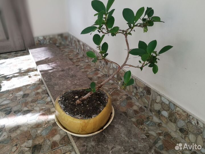 Продам бонсай