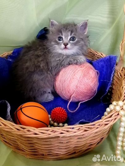 Кошка в дар