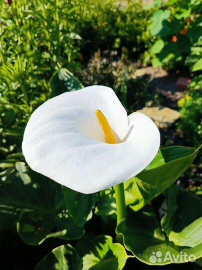 Каллы белые