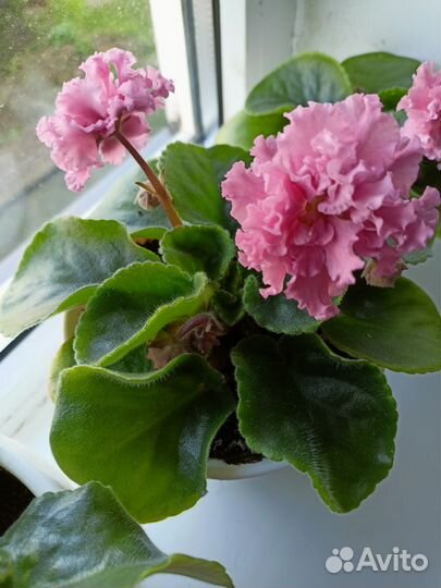 Фиалка в горшках