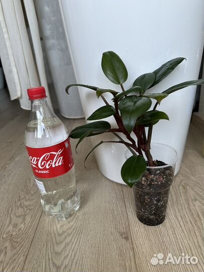 Филодендрон oliver руд