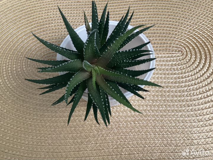 Кашпо для кактусов/суккулентов