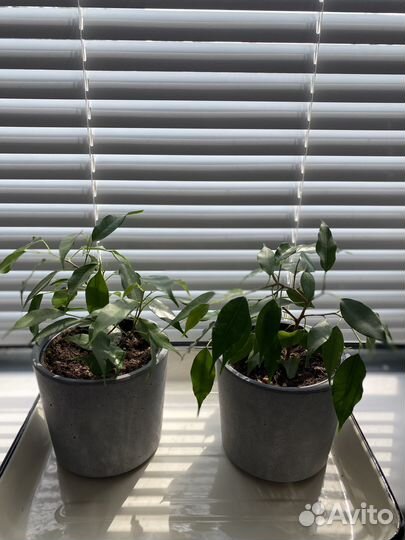 Фикус бенджамина