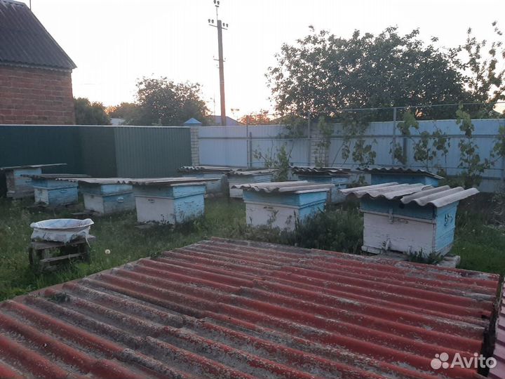 Ульи с пчелами