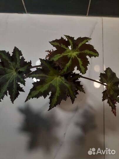 Бегония Клеопатра