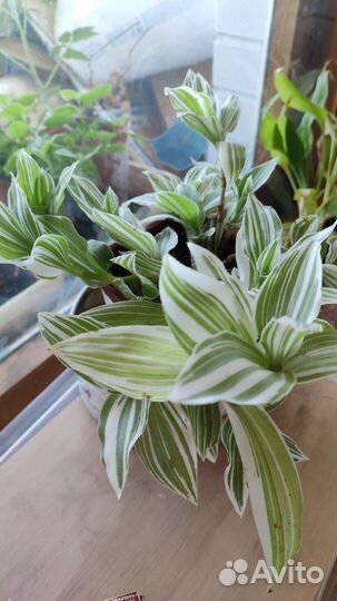 Традесканция