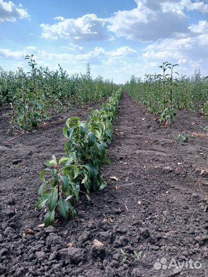 Саженцы колоновидных деревьев