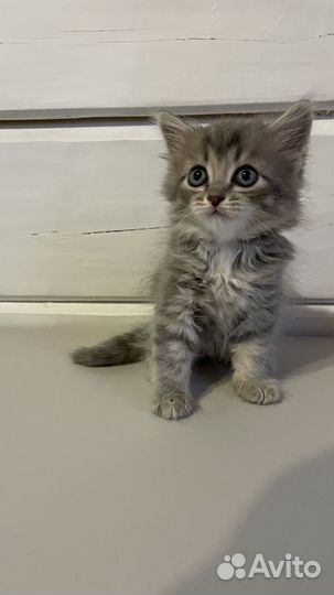 Серый котенок