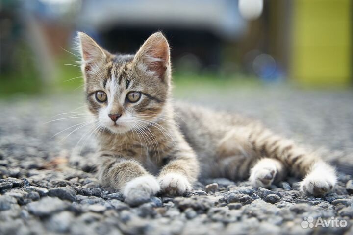 Котята в добрые руки мальчик