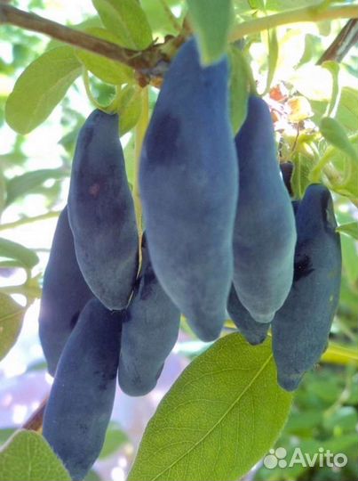 Жимолость 3летки