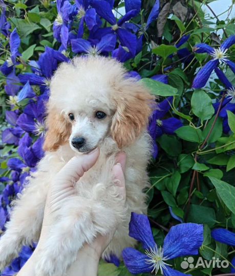 Щенки пуделя