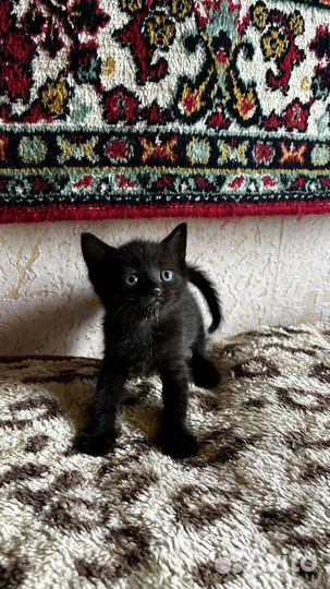 Котята