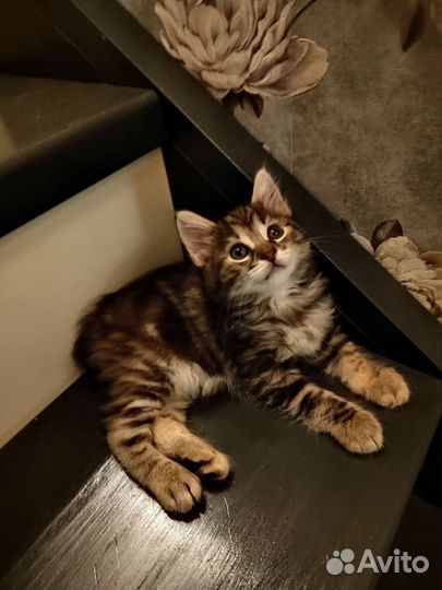 Продам котят