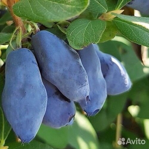 Саженцы жимолости