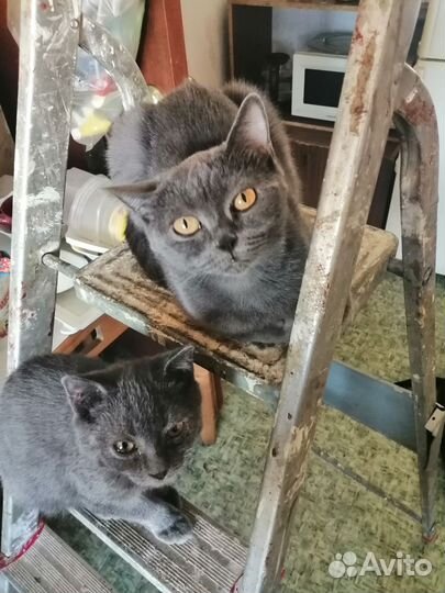 Кошки шотландцы