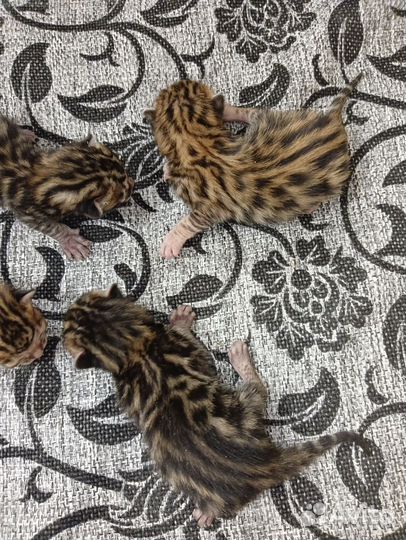 Бенгальская