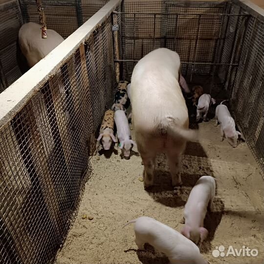 Поросята ландрас