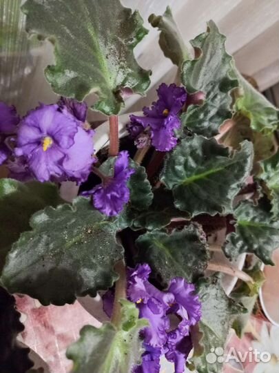 Фиалка в горшках