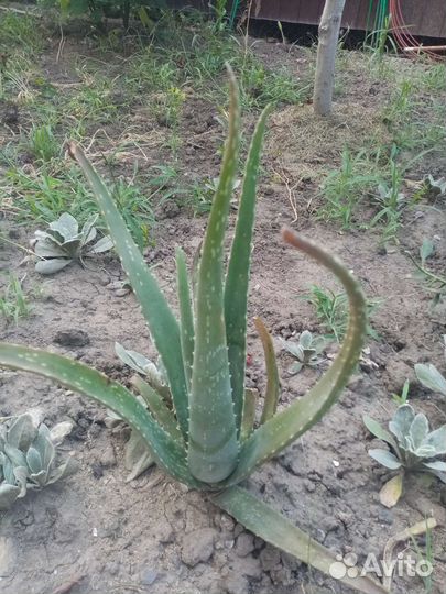 Хлорофитум, декабрист