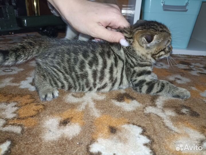 Бенгальский котёнок