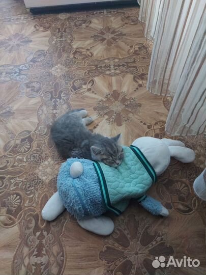 Котёнок шотладский