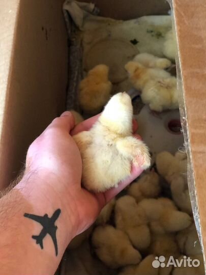 Цыпленок бройлера Чехия