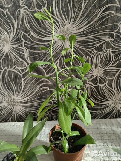 Сансевиерия