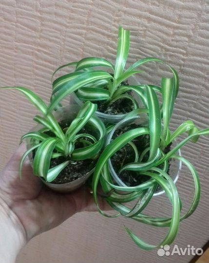 Хлорофитум Curty Locks (кудрявый), хойя