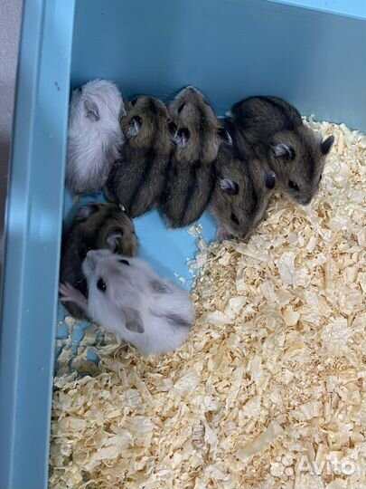 Джунгарский хомяк в дар, окраска «Хаски»