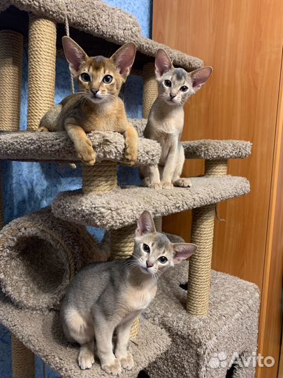 Абиссинские котята