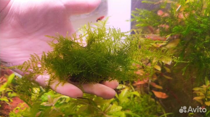 Аквариумные растения, мох, папоротник