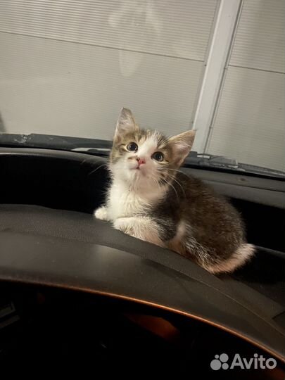 Кошка