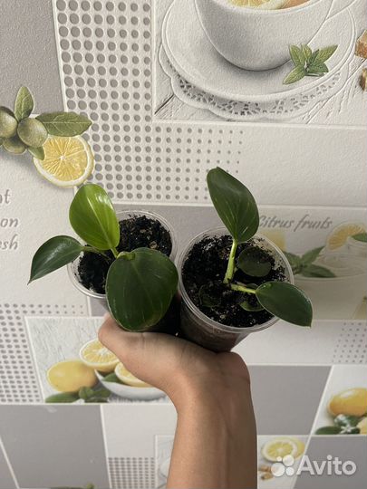 Комнатные растения всё по 200