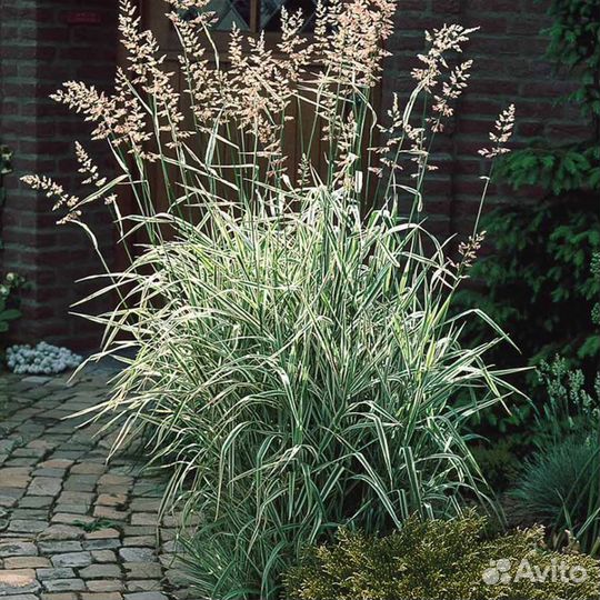 Фалярис / злак вариегатный / канареечник