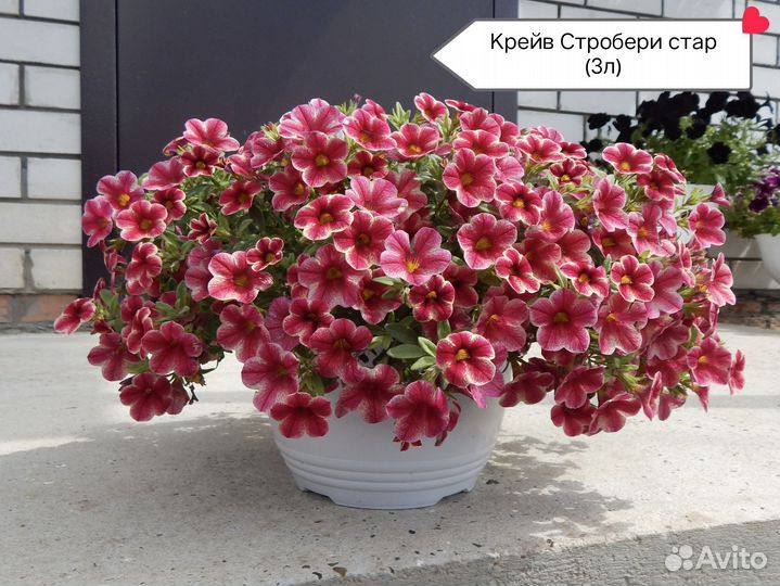 Укор. черенки вегетативной петунии и калибрахоа