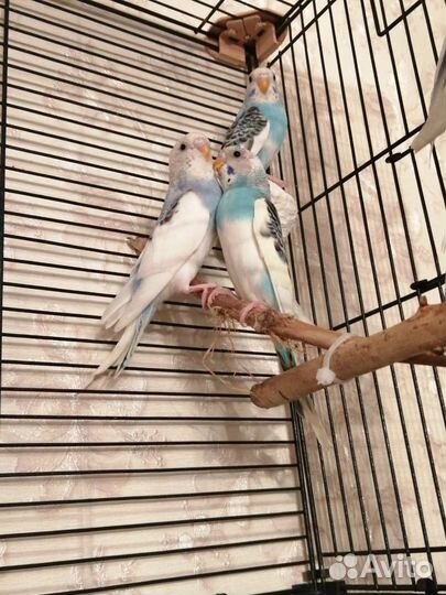 Волнистый попугай