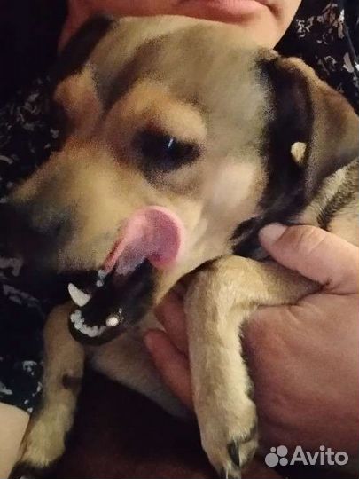 Собака в добрые руки отдам бесплатно