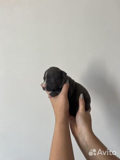 Голубые щеночки амсаффа