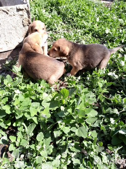 Русские гончие щенки