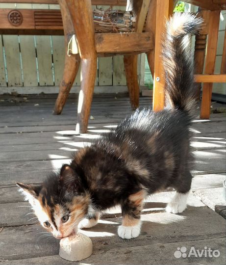 Кошка