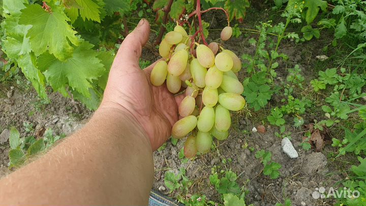 Черенки винограда