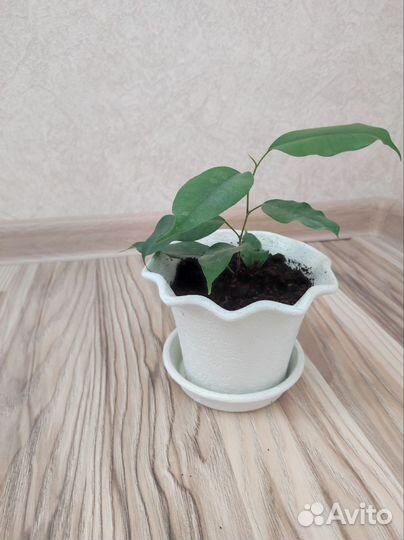 Фикус бенджамина