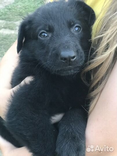 Немецкая овчарка черного окраса