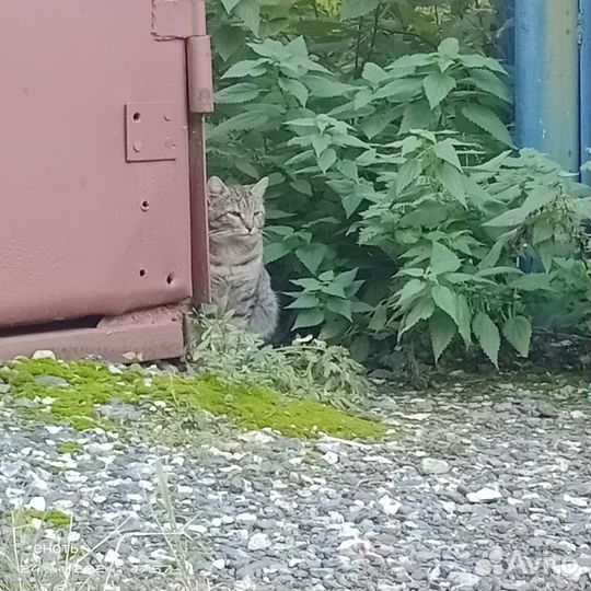 Найдена кошка