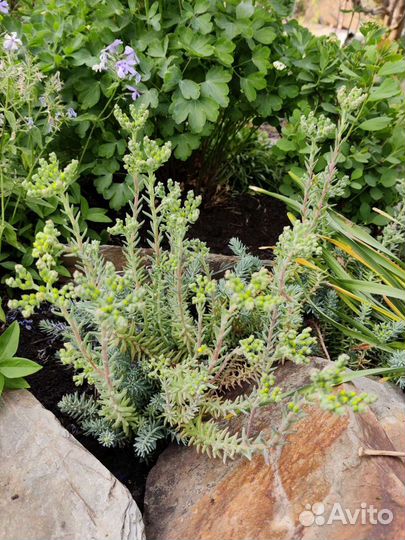 Почвопокровные растения для альпийской горки