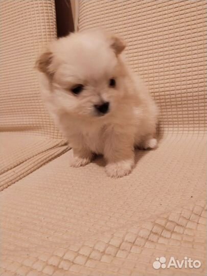 Малый немецкий шпиц щенки