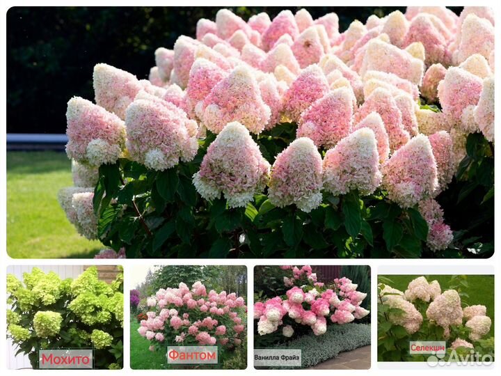 Набор метельчатые гортензии