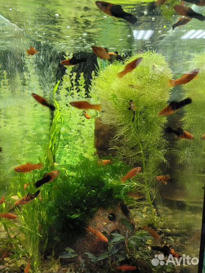 Аквариумные растения. Растения в аквариум